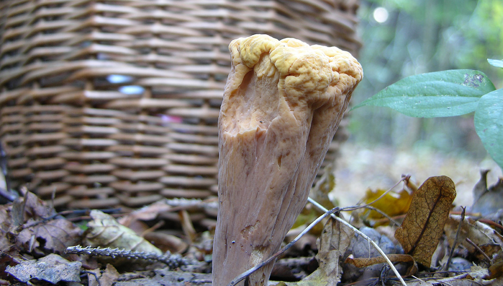 Funghi facili di ottobre(1).